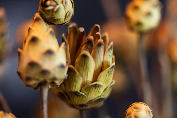 poppy-head , centaurea iconiensis bouquet close up