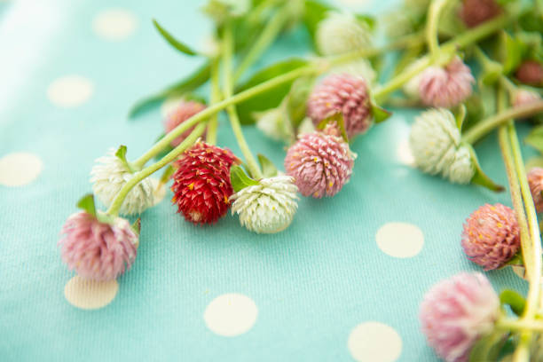 Flowers blooming in garden.