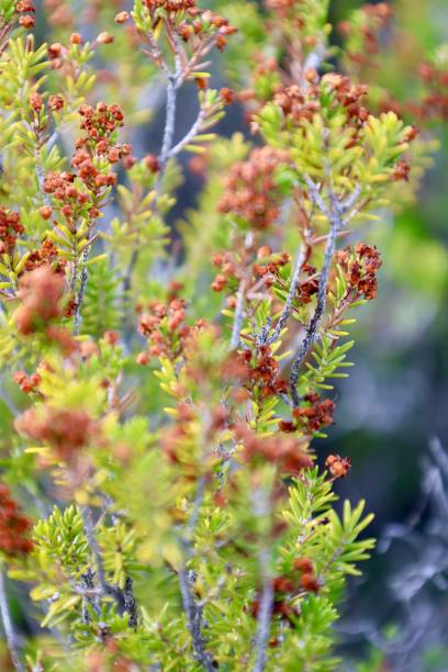 istock coniferous plant in the mountains macro photography 2198881010