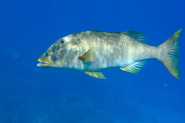 istock Yellowlip emperor (Lethrinus xanthochilus) undersea 2198881095