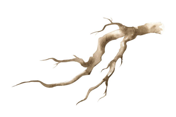 istock Watercolor bare brown branch. Cut out hand drawn illustration. Watercolor Tree dry branch clipart drawing. Botanical tree stick element. Dry stick natural decoration. Big tree beautiful curved branch element for composition, prints, postcards, stickers 2198881393