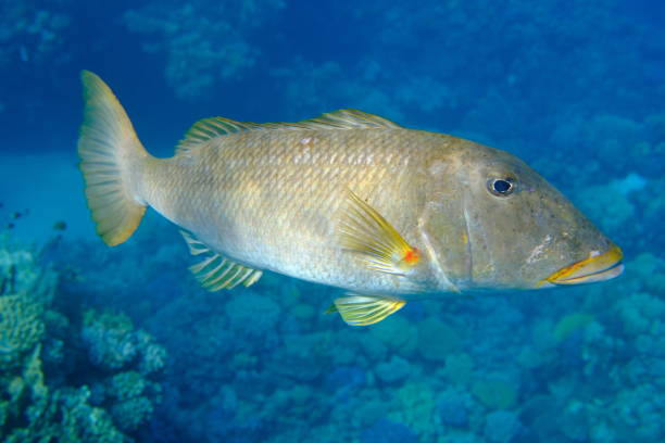 istock Yellowlip emperor (Lethrinus xanthochilus) undersea 2198881845