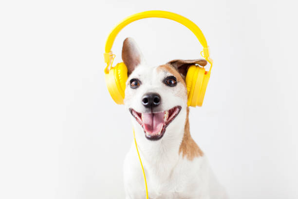 istock Cute dog with yellow headphones on a white 2198882759