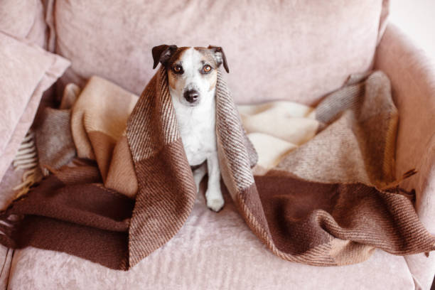 istock Dog in wool cozy blanket sitting on sofa 2198882762