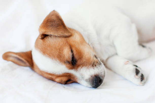 istock Jack Russell terrier puppy sleeps in bed at home 2198882768