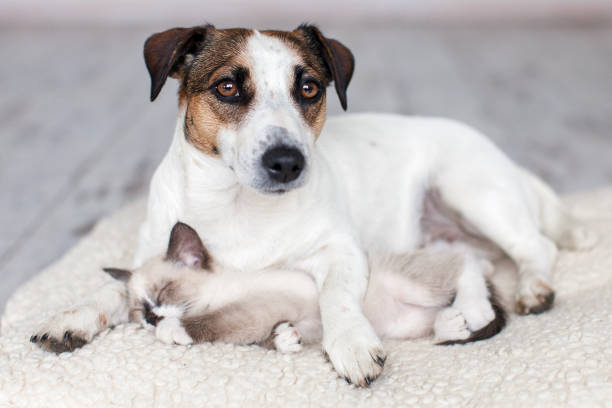 istock Cat and dog lying together on white blanket 2198882773