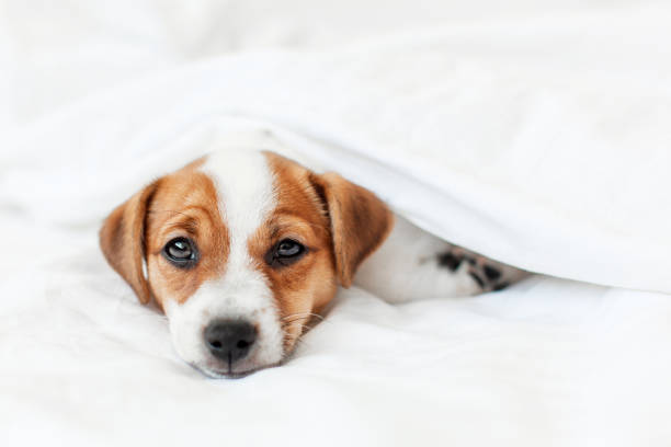 istock Sad Puppy lying in bed on white blanket 2198882781
