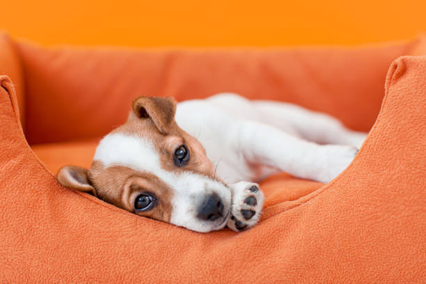 istock Puppy sleeps in an orange cot at home 2198882824
