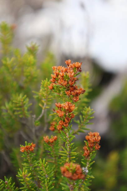 istock coniferous plant in the mountains macro photography 2198883838