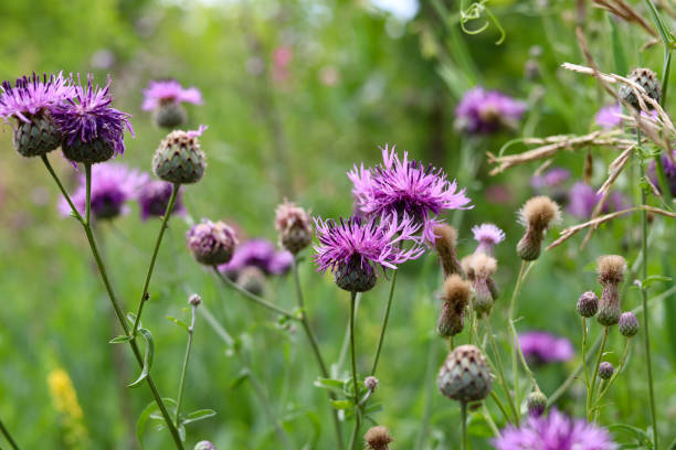 istock Purple thistle in the meadow on a sunny summer day 2198884453