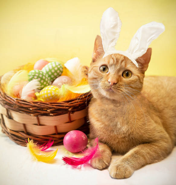 istock Happy British ginger cat, wearing Easter bunny ears, celebrating Easter holiday. 2198885494