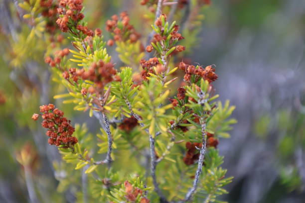 istock coniferous plant in the mountains macro photography 2198887492