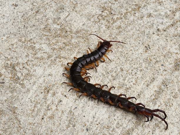 istock Chilopoda are flat-bodied, segmented, leggy invertebrates with antennae and dangerous fangs. 2198887891