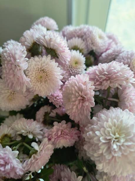 istock Bouquet of chrysanthemums 2198889165