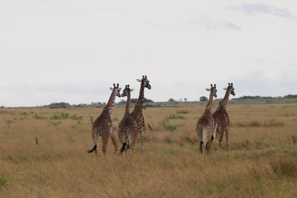 istock Giraffes at Maasai Mara 2198891321