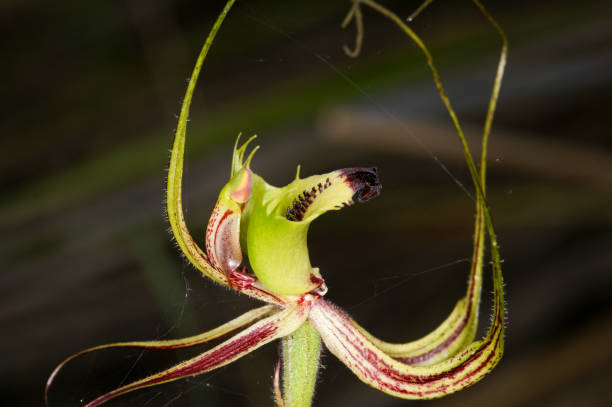 istock Fringed Mantis Orchid (Caladenia falcata), Wheatbelt, Western Australia 2198893099