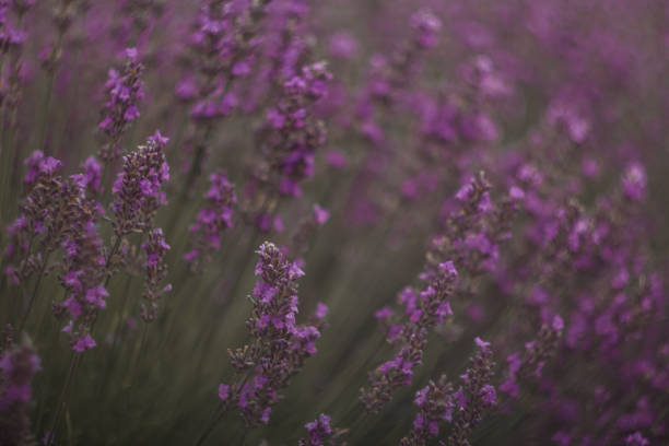 Lavender field blooming with soft purple flowers, generating serene landscape ideal for wellness and relaxation themes