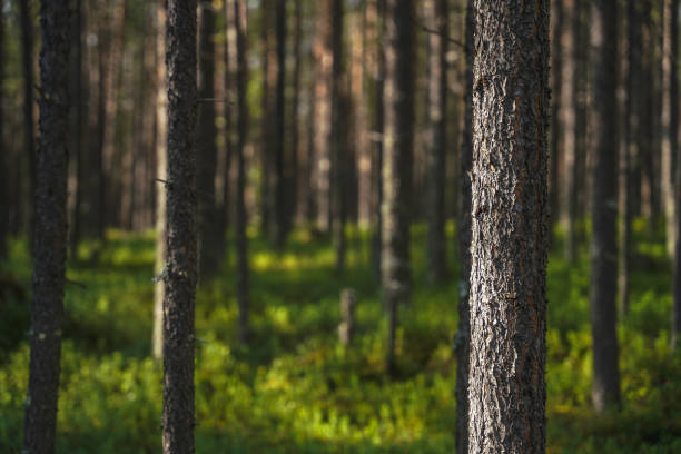 istock Tranquil View of a Lush Forest with Sunlit Greenery 2198899808