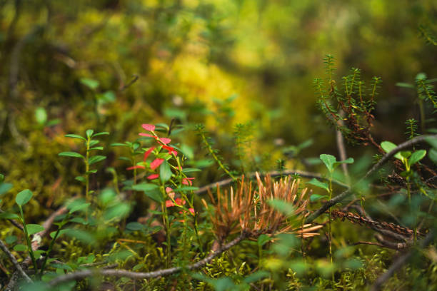A detailed view of delicate forest flora, showcasing vibrant green leaves and natural textures with a blurred, sunny background
