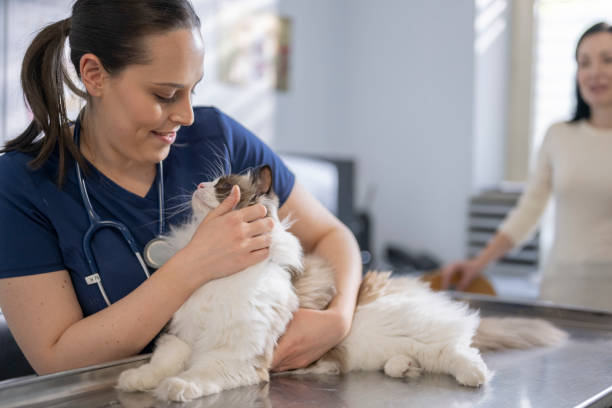 istock Caucasian Female Veterinary Student Examining Cat 2198900483