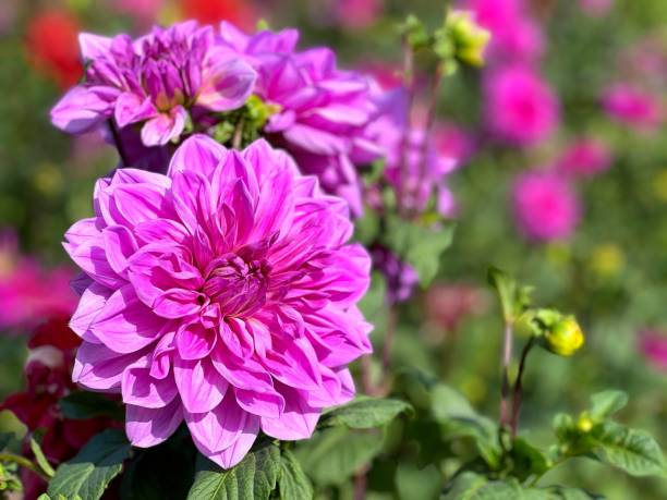 istock Beautiful dahlia flowers pink petals 2198900500