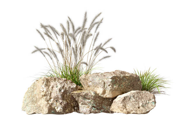 istock Decorative ornamental grass and rocks isolated on white background 3D rendering 2198903357