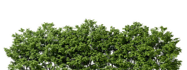 istock Lush Green Trees Row Isolated on White Background 3D Rendering 2198903360
