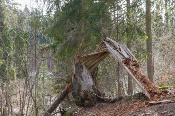 istock .a dead tree in a forested environment where part of the trunk has broken off and left the wood structure exposed. 2198903975
