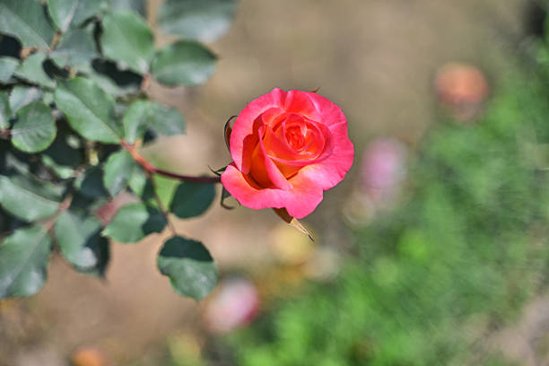 The image shows a beautiful pink rose in full bloom with soft, layered petals against a backdrop of green leaves, captured in sunlight. The rose stands out, with its vibrant colors contrasted by the blurred, natural setting.