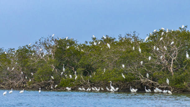 istock White egrets on mangrove wetlands 2198906041
