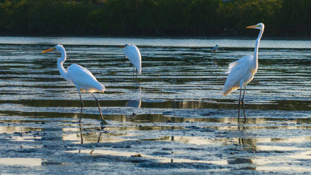 istock Egrets are foraging on the water surface 2198906057