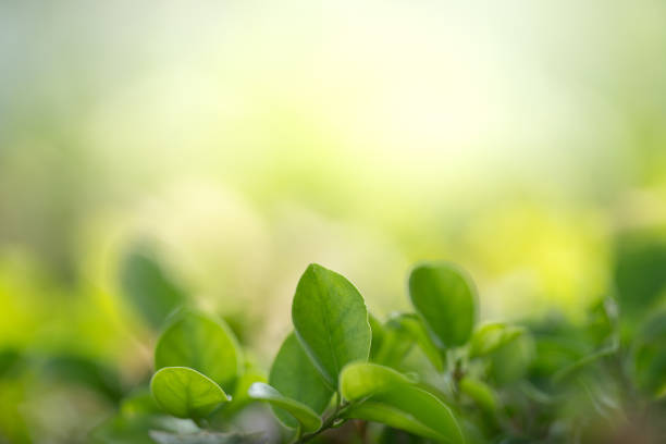 istock Closeup beautiful view of nature green leaf on greenery blurred background with sunlight and copy space. It is use for natural ecology summer background and fresh wallpaper concept.Closeup beautiful view of nature green leaf on greenery blurred background 2198906085