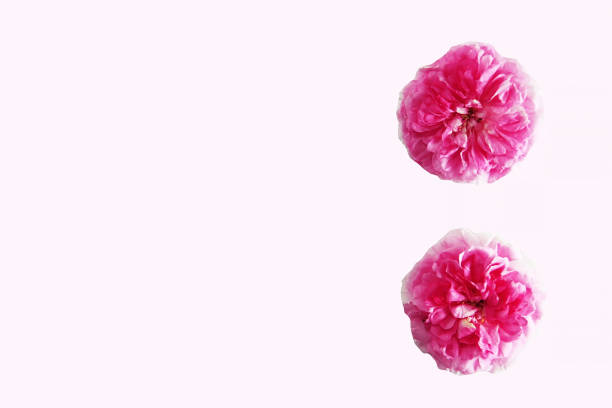 Beautiful natural flowers pink roses on a white background
