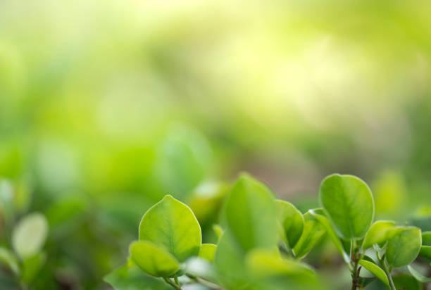 Closeup beautiful view of nature green leaf on greenery blurred background with sunlight and copy space. It is use for natural ecology summer background and fresh wallpaper concept.