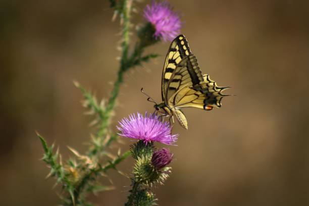 A butterfly perched on a vibrant purple thistle flower against a blurred natural background.