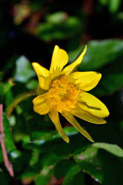 istock Ficaria verna / Lesser celandine 2198910770