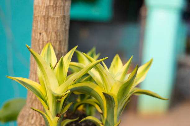 Green tropical plant leaves