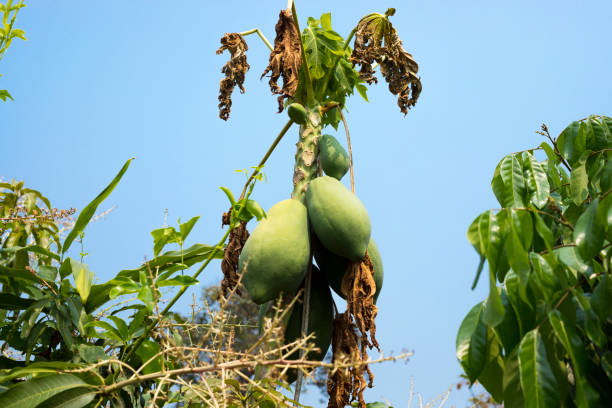 Organic papaya tree in Chiang Mai province
