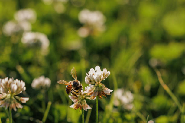 istock Honey bee collecting nectar on clover blossom. Pollination. Environmental concept, saving the bees concept 2198911108