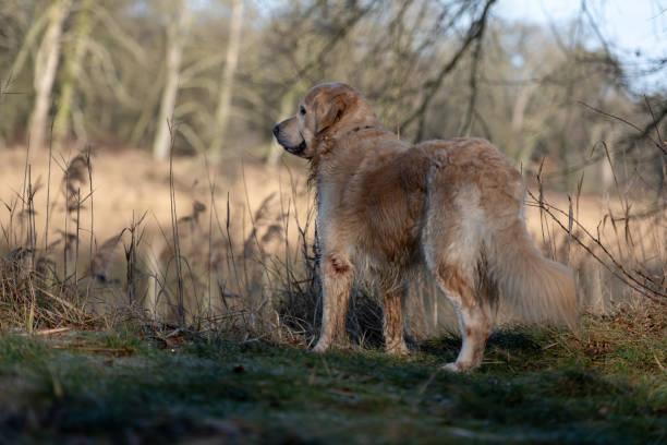 Golden Retriever Dog Enjoys Spring In The Forest