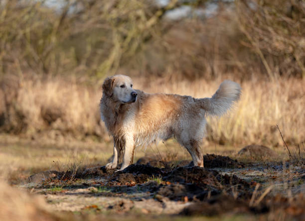 Golden Retriever Dog In Forest During Autumn Is A Sight To Behold