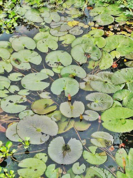 istock Green leaf nature beautiful in garden 2198911890
