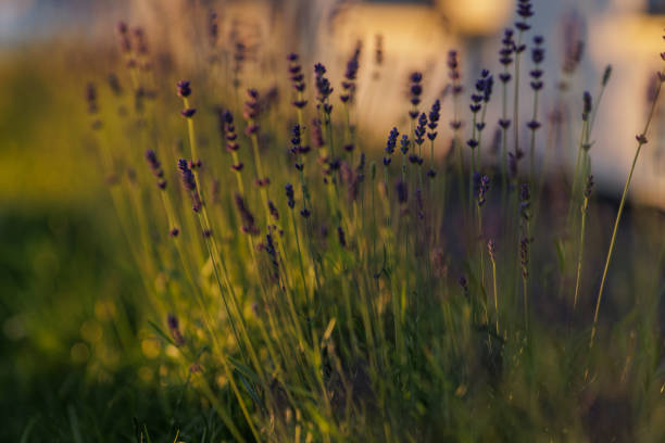 Levander (Lavandula angustifolia) blooming flower at sunset. Home garden composition ideas. Selective focus, beautiful bokeh.