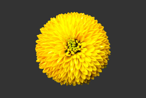 Isolated yellow chrysanthemum or pompom flower head with clipping paths.