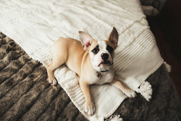 istock Bulldog Puppy 2198912696