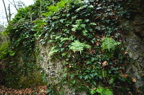 Plants on wall stone in woodland.