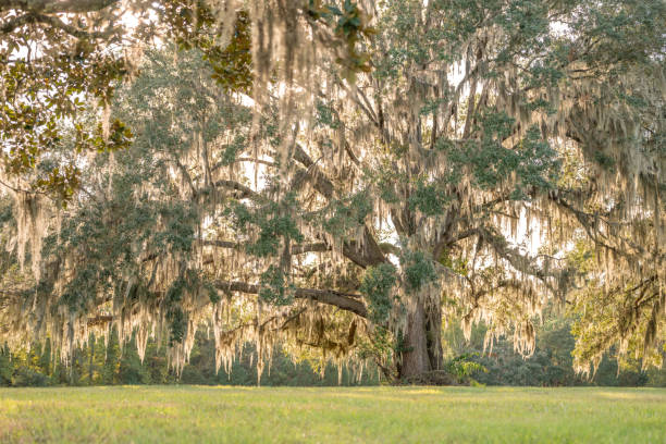 istock Spanish moss covered live oak tree, gloving in the sunlight, large beautiful old tree. 2198916612