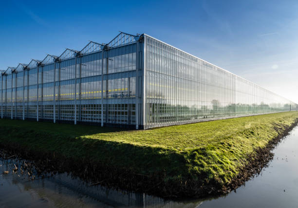 Industrial greenhouse with purple LED light. Hydroponic indoor vegetable plant factory, exterior with ditch in the Netherlands