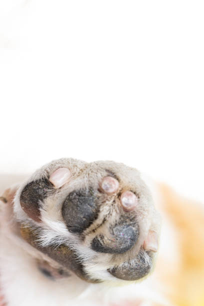 dog paw close up on background