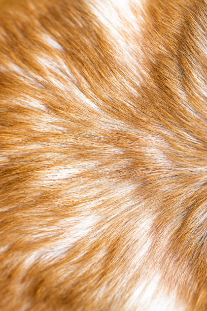 istock dog red hair 2198921877